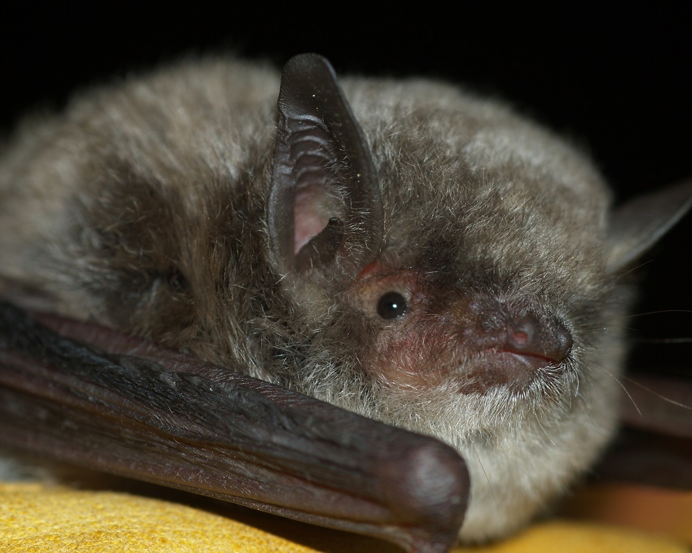 Bid to save endangered bats | Costa News